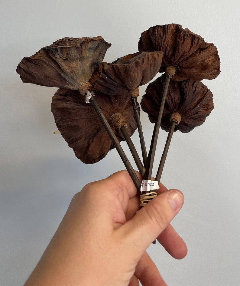 Dried Lotus Head Pack of 6 Stems 10in Brown ARTIFICIAL image 2