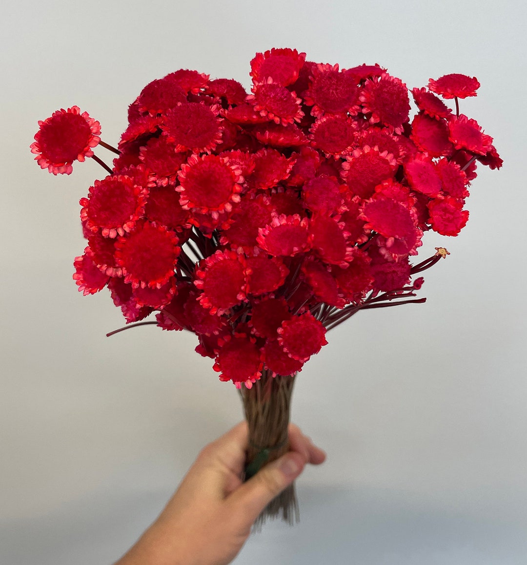 Margaritas Flower Aloe Pk 200250 Stems 21in Red ARTIFICIAL Etsy