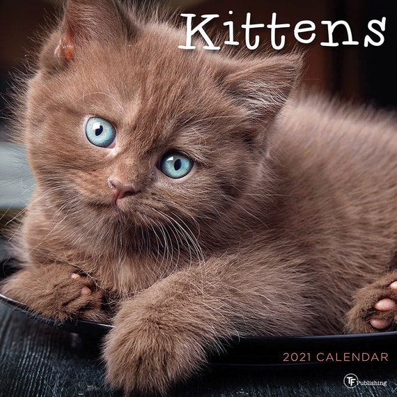 2021 Kittens Wall Calendar 12x12 Etsy