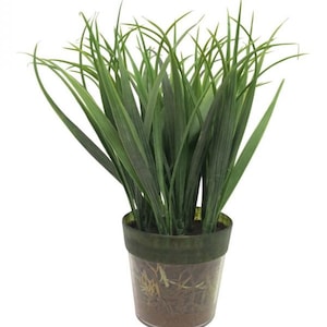 May include: A potted artificial grass plant with long, green blades in a clear glass pot with a green band around the top. The pot is filled with brown soil and has a few roots visible.