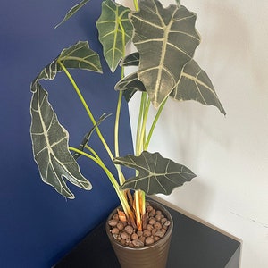 May include: A potted Alocasia plant with large, dark green leaves with white veins. The plant is in a brown pot with brown drainage stones.