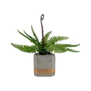 May include: A green fern plant in a gray concrete pot with a gold band around the top.