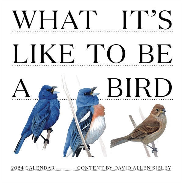 Bird 2024 Calendar Etsy