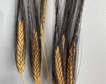 Dried Blackbeard Wheat Pack of 7 Stems 30in