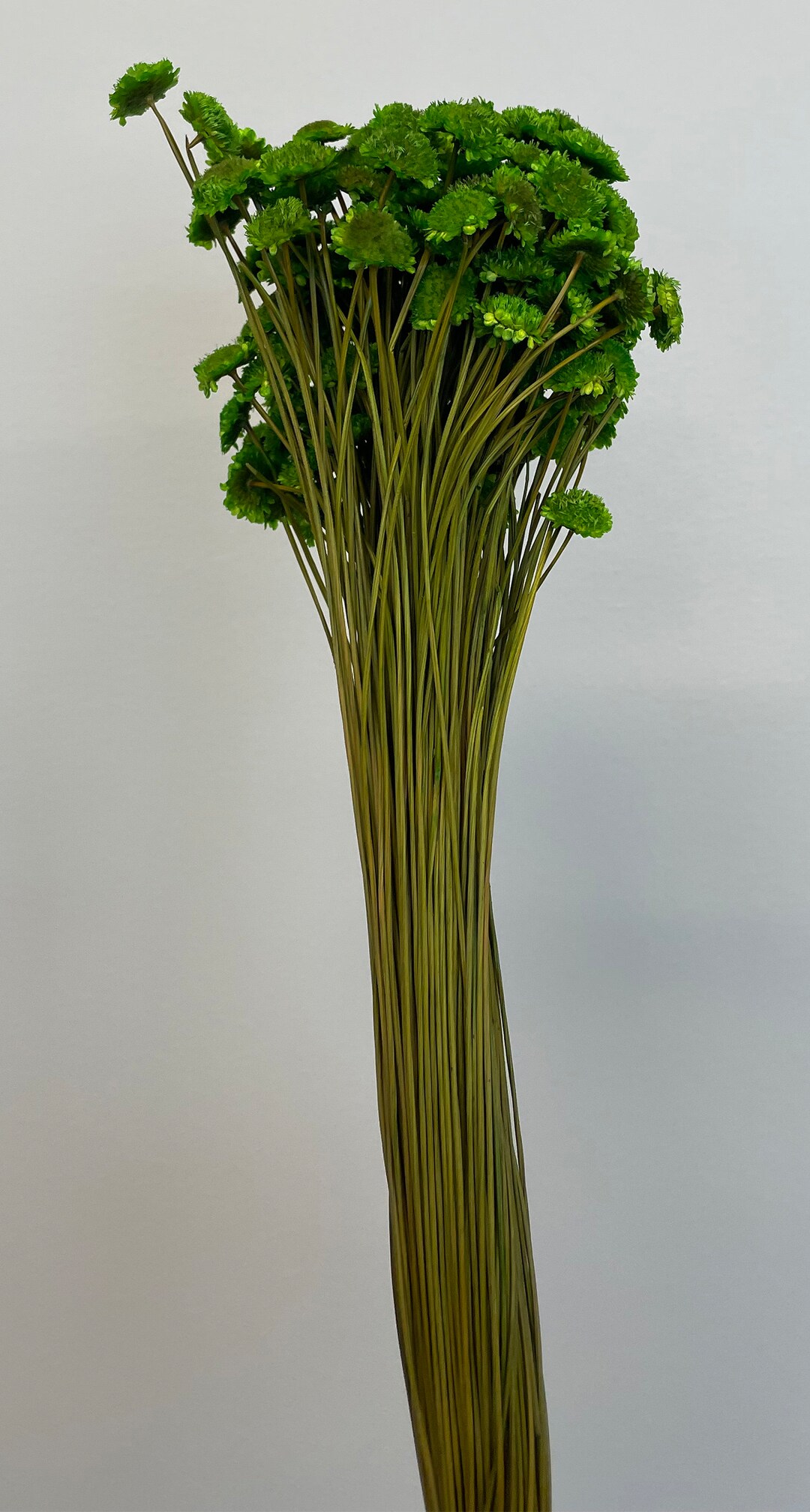 Margaritas Flower Aloe Pkg 200250 Stems 21in Etsy