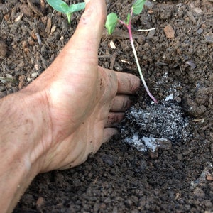 Pode incluir: Uma m&atilde;o &eacute; mostrada ao lado de uma pequena planta crescendo em solo escuro. P&oacute; branco &eacute; espalhado ao redor da base da planta.