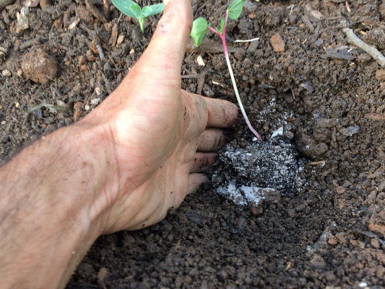 Pode incluir: Uma m&atilde;o &eacute; mostrada ao lado de uma pequena planta crescendo em solo escuro. P&oacute; branco &eacute; espalhado ao redor da base da planta.
