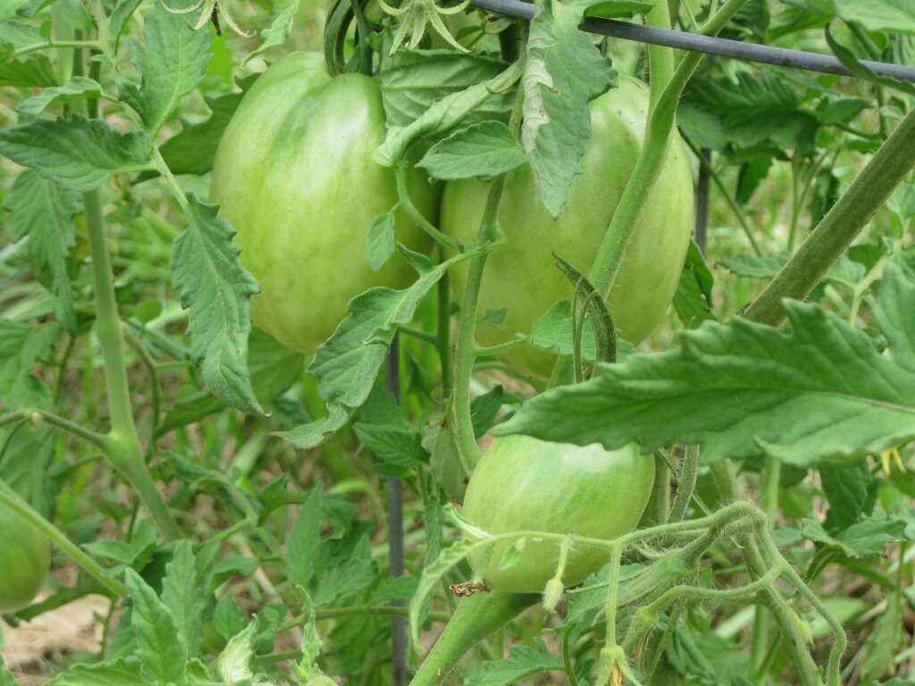 Organic Fertilizer neversink Blend / All Purpose Mix for Etsy