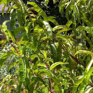 May include: A close-up of a peach tree with green leaves. The leaves are long and narrow, and they are arranged in a symmetrical pattern. The tree is growing in a garden setting, and there are other plants in the background.