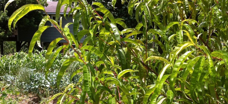 May include: A close-up of a peach tree with green leaves. The leaves are long and narrow, and they are arranged in a symmetrical pattern. The tree is growing in a garden setting, and there are other plants in the background.