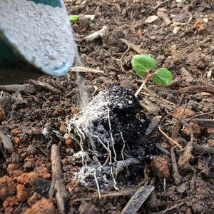 May include: A small green plant with two leaves growing in brown soil. White powder is being poured from a green scoop onto the soil around the plant.