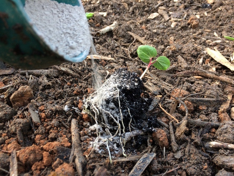 May include: A small green plant with two leaves growing in brown soil. White powder is being poured from a green scoop onto the soil around the plant.