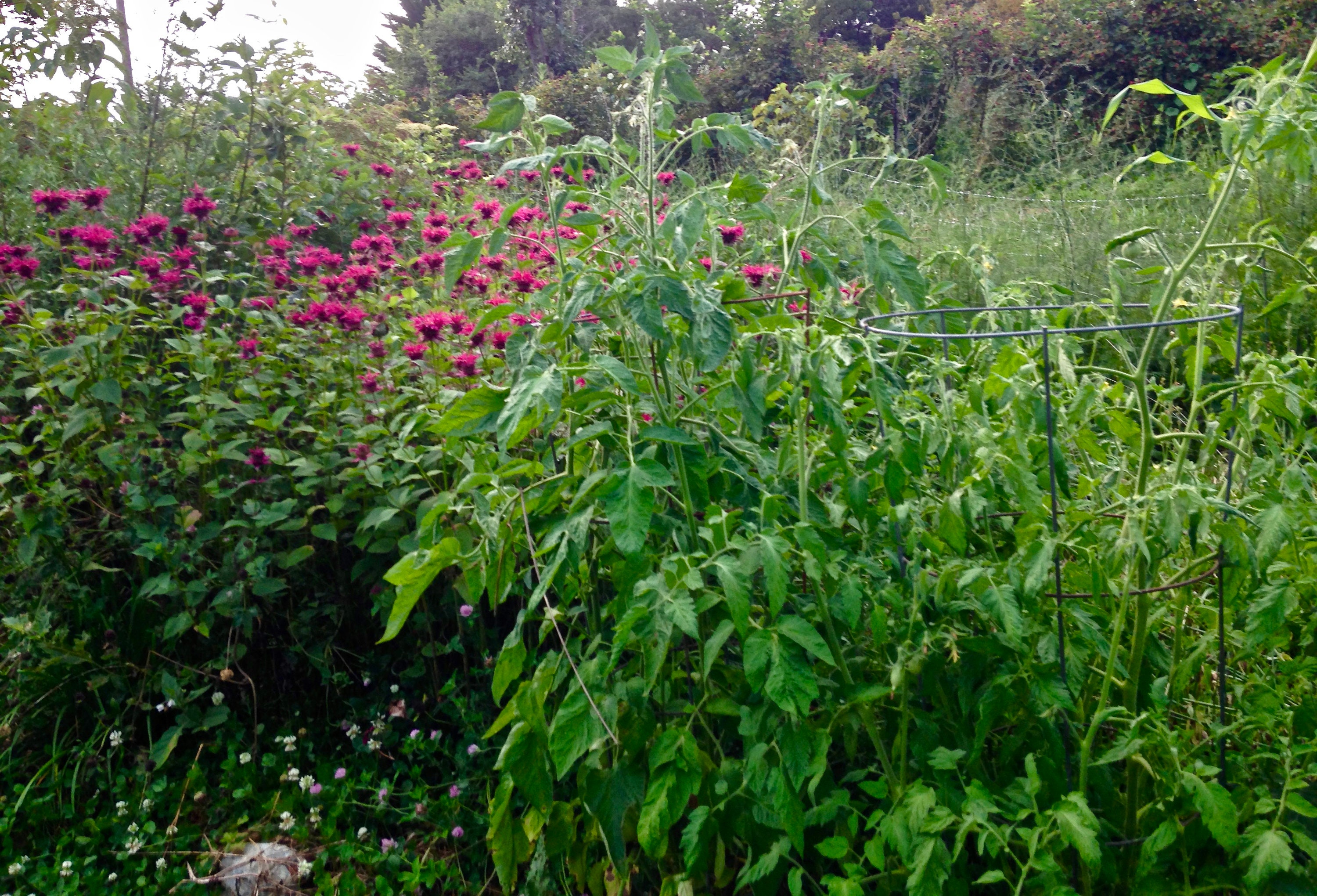 Organic Fertilizer neversink Blend / All Purpose Mix for Etsy