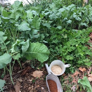 Pode incluir: Um canteiro de jardim com plantas verdes de folha, folhas marrons e duas p&aacute;s brancas. Uma p&aacute; cont&eacute;m gr&acirc;nulos brancos e a outra cont&eacute;m gr&acirc;nulos vermelhos.