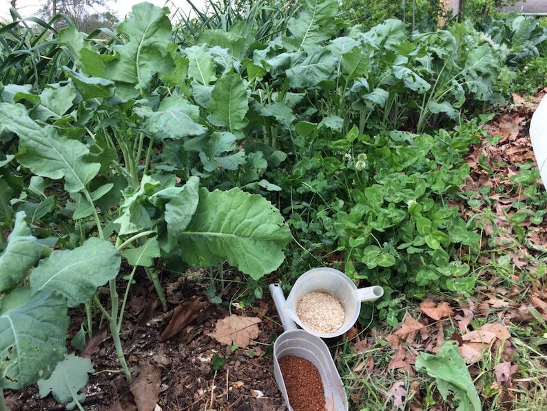 Pode incluir: Um canteiro de jardim com plantas verdes de folha, folhas marrons e duas p&aacute;s brancas. Uma p&aacute; cont&eacute;m gr&acirc;nulos brancos e a outra cont&eacute;m gr&acirc;nulos vermelhos.