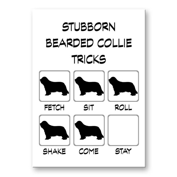 Bearded Collie Stubborn Tricks Fridge Magnet