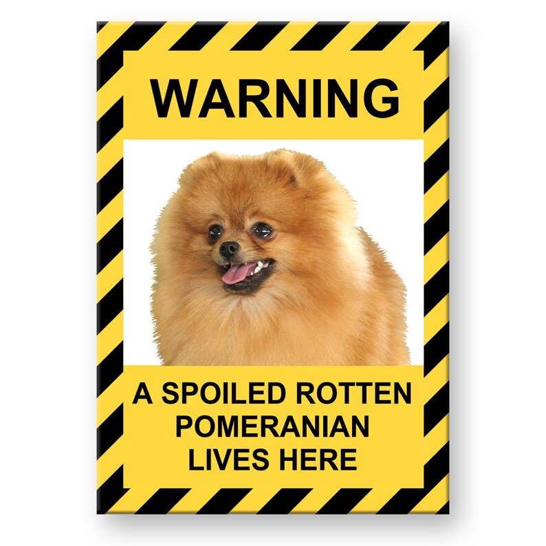 Pomeranian Spoiled Rotten Fridge Magnet