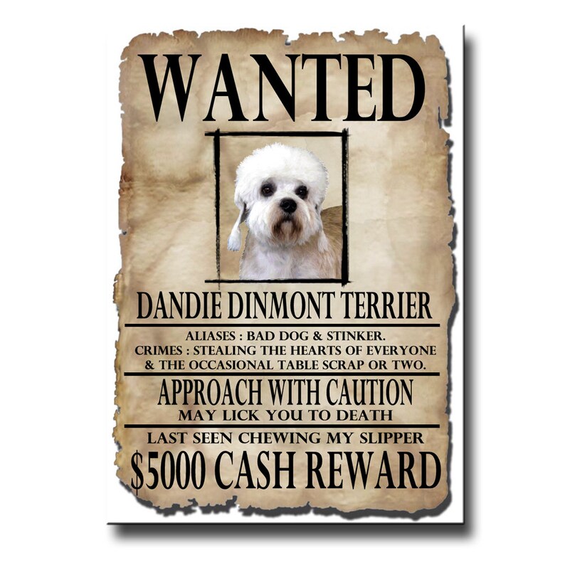 Dandie Dinmont Wanted Poster Fridge Magnet