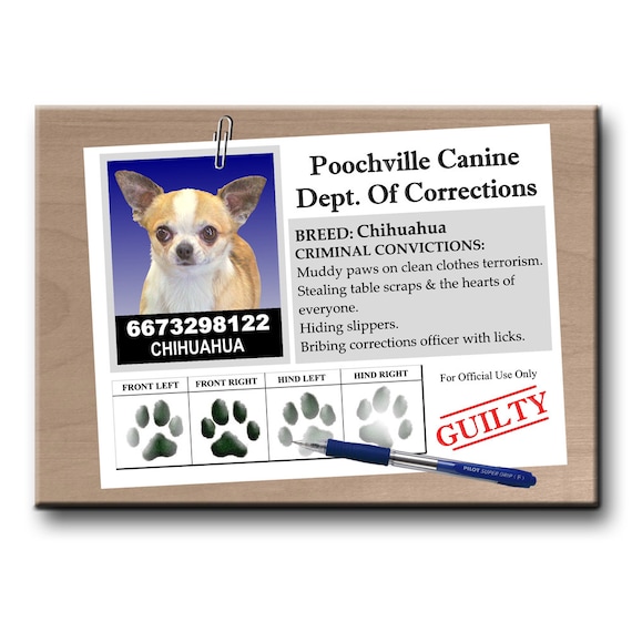 Chihuahua Wanted Poster Fridge Magnet No 1