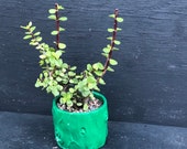 Green Succulent Gift,Elephant Bush,Portulacaria Afra,Dwarf Jade,DIY Succulent,DiY,Succulent Gift,Succulent Lover,Plant Lover Gift,Succulent
