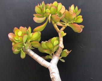 Large Jade Plant Etsy - green succulent jade !   plant crassula ovata lucky tree diy succulent diy plant succulent lover!    succulent gift plant lover plant gift jade