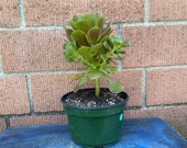 Aeonium Hybrid,Green Succulent Gift,DIY Succulent,Rare Succulent,Rare Plant,Large Succulent,Succulent Lover,Succulent gift,No Planter