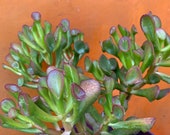 Gollum Hobbit ET 39 s Ears,Crassula Ovata Jade Plant,Green Succulent,DiY Succulent,DiY Plant,Succulent Lover,Succulent Gift,No Planter