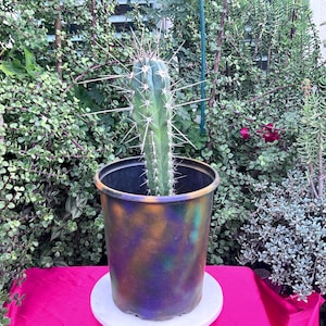 May include: A tall, green cactus with white spines growing in a black pot with a colorful, iridescent paint design. The pot is sitting on a red surface.
