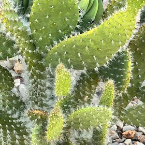 Fuzzy Snow Cactus Cuttings,Opuntia Erinacea Ursine Prickly Pear Fuzzy Cactus,2 Cuttings,Unrooted Cactus,DiY Cactus,DiY Succulent,Plant Lover
