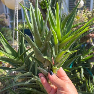 Climbing Aloe,Aloiampelos Ciliaris,Unrooted Climbing Aloe,6 Live Cuttings,DiY Succulents,Aloe Cutting,Green Succulents image 2