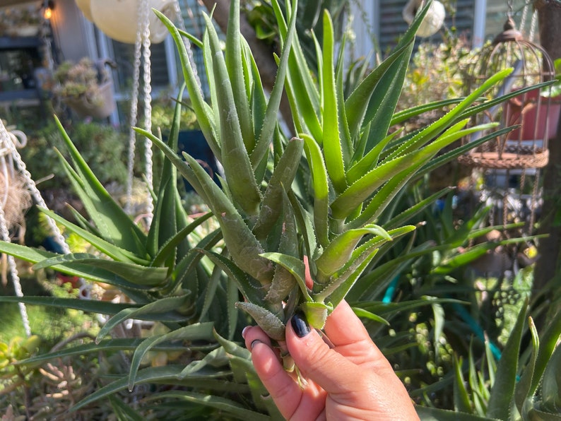 Climbing Aloe,Aloiampelos Ciliaris,Unrooted Climbing Aloe,6 Live Cuttings,DiY Succulents,Aloe Cutting,Green Succulents image 2