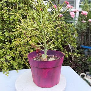 May include: A potted succulent plant with thin, light green stems and a vibrant magenta pot. The plant is set against a backdrop of lush green foliage and other plants, creating a natural, outdoor scene.