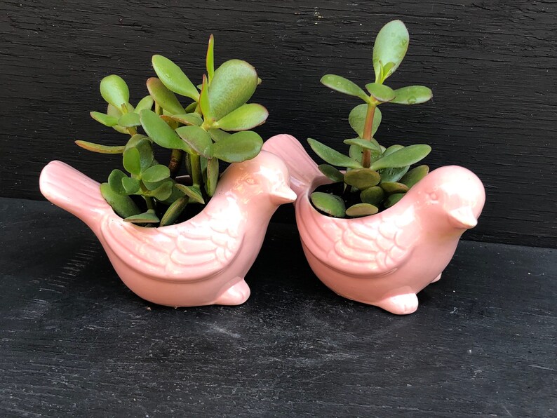 Ceramic Succulent Gift,Crassula Ovata Jade,Ceramic Bird,Bird Planter,Ceramic Animal Planter,Succulent Gift,Succulent Lover,Plant