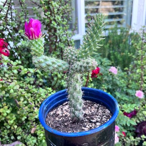 Cylindropuntia Mini Cholla Rare Cactus,DIY Cactus,Unique Cactus,Succulent Lover,Cactus Lover,Plant Lover,Unique Plant,No Planter