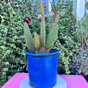 Rooted Cinnamon Microdasy Rufida Opuntia Cactus,Yellow Cactus,Brown Cactus,DiY Succulent,Plant Lover,Plant Gift,Plant Gift,Cactus,No Planter