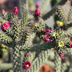 Cylindropuntia Mini Cholla Rare Cactus,DIY Cactus,Unique Cactus,Succulent Lover,Cactus Lover,Plant Lover,Unique Plant,No Planter