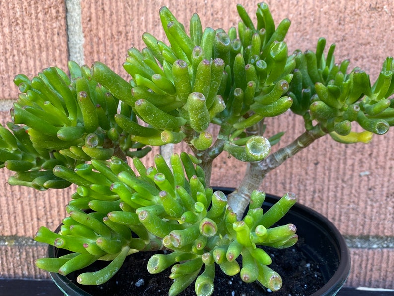 Gollum Hobbit ET/'s Ears,Crassula Ovata Jade Plant,Green Succulent,DiY Succulent,DiY Plant,Succulent Lover,Succulent Gift,No Planter