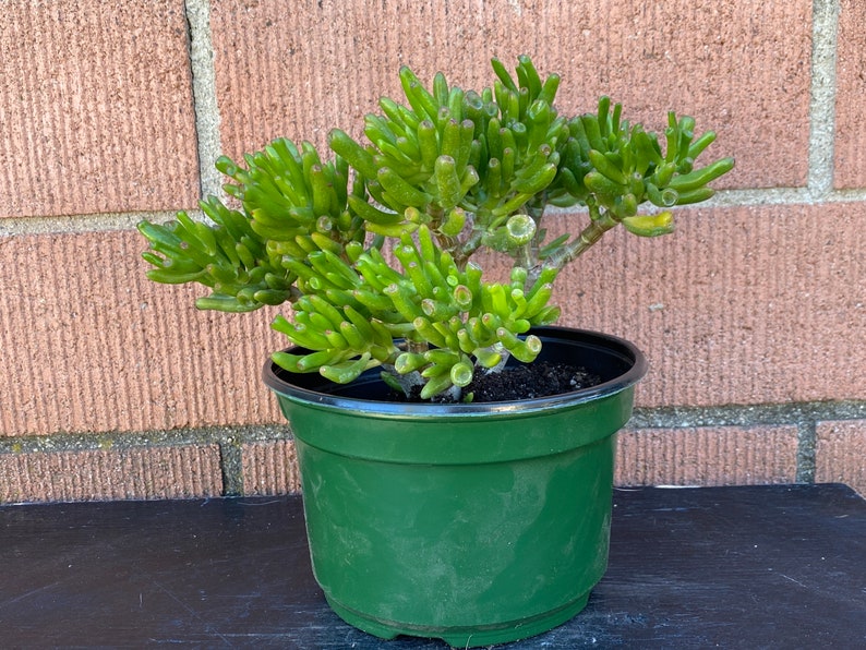 Gollum Hobbit ET/'s Ears,Crassula Ovata Jade Plant,Green Succulent,DiY Succulent,DiY Plant,Succulent Lover,Succulent Gift,No Planter