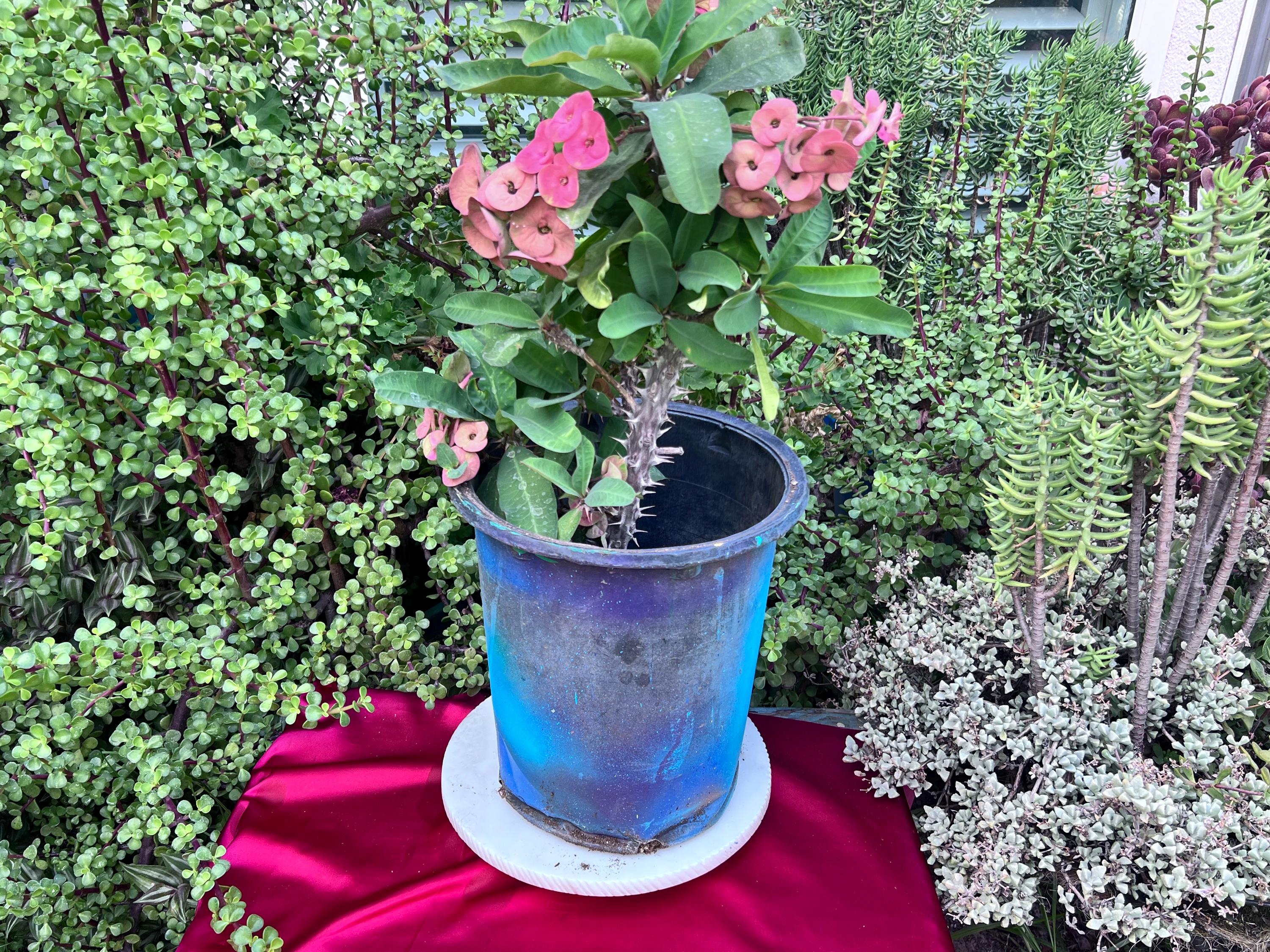 Red Crown of Thorn Euohorbia Miili,Large Euphorbia,DIY Succulent,Red Euphorbia,Large Euphorbia,Plant Lover,DIY Plants No Planter