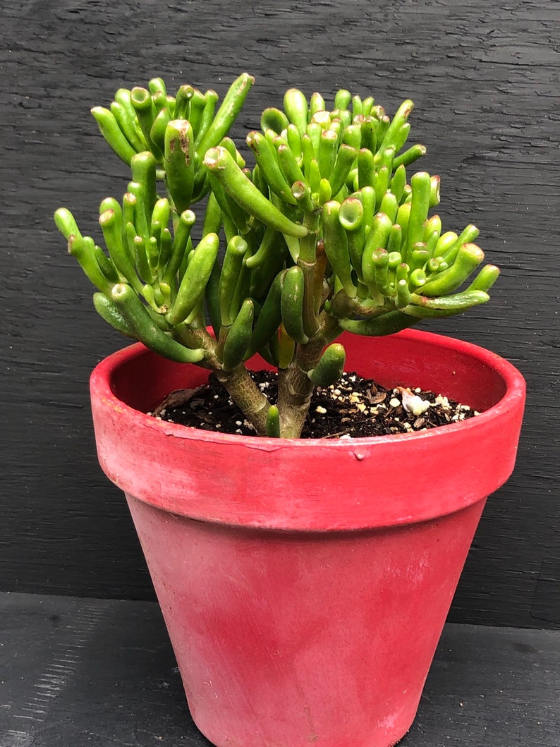 Outdoor Planters Green Succulent Gift Crassula Ovata Et S Finger Gollum Jade Plant Diy Succulent Diy Plant Succulent Lover Succulent Gift Plant Love Planter Home Living