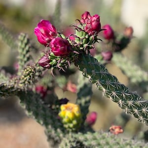 Mini Cholla Cylindropuntia Cactus,Rare Cactus,Large Cactus,Live Cactus Gift,Rooted Cactus Cactus Lover,Plant Lover,Unique Plant,No Planter
