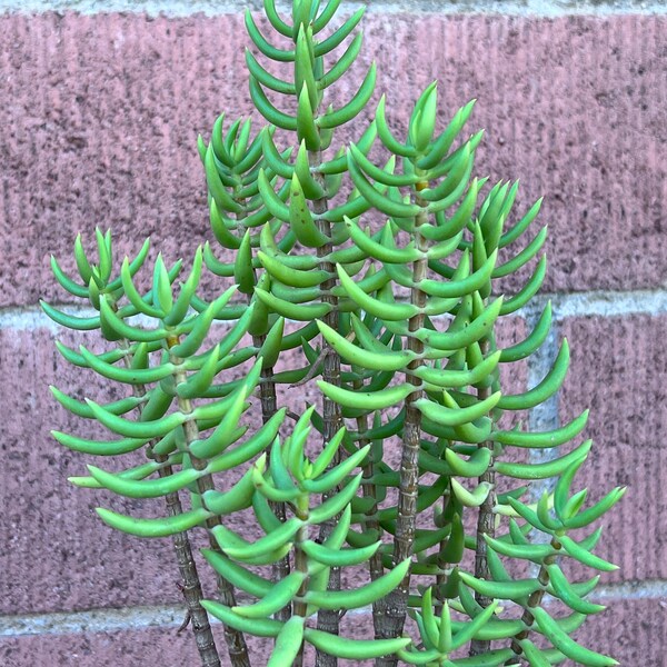 Crassula Tetragano Mini Pine Tree,Green Succulent,DIY Succulent,DIY Plant,Succulent Lover,Succulent Gift,Rare Succulent,No Planter