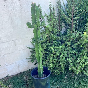 Rooted Amman African Candelabra Euphorbia Cactus,Large Euphorbia,Live Cactus Gift,Plant Lover,Cactus Lover,DIY Cacrus,No Planter
