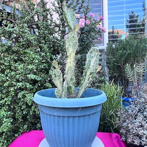 Large Variegated Tricolor Maverick Opuntia Cactus,Variegated Cactus DIY Cactus,Cactus Lover,Cactus Gift,Plant Gift,Plant Lover,No Planter