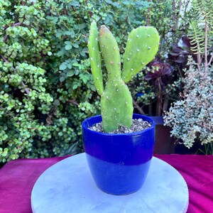 Monacantha Joseph’s Coat Opuntia Cactus,DIY Cactus,Large Cactus,Green Cactus,Opuntia Cactus,Live Cactus Gift,Outdoor Cactus,No Planter