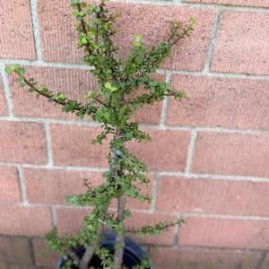 May include: A small, green succulent plant in a blue pot, with a red brick wall in the background. The plant has small, round leaves and reddish-brown stems. The plant is tied to a support with wire.