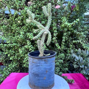 Cylindropuntia Mini Cholla Rare Cactus,DIY Cactus,Unique Cactus,Succulent Lover,Cactus Lover,Plant Lover,Unique Plant,No Planter