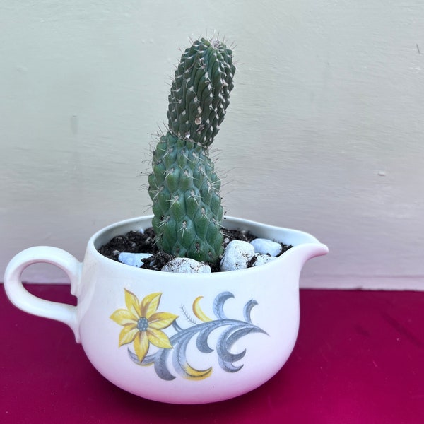 Vintage Upcycled Creamer Planter With Cylindropuntia Fulgida Mamillata Cholla Boxing Glove Crested Cactus,Rare Planter,Floral Planter