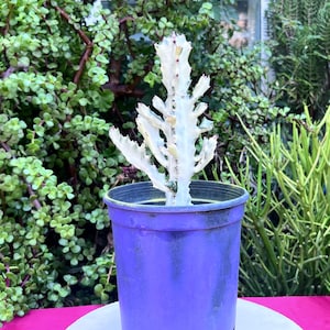 Dragon Bone Cactus Euphorbia Lactea White Ghost Variegated,DIY Cactus,Rare Cactus,Euphorbia Cactus,White Cactus,Variegated Cactus,No Planter