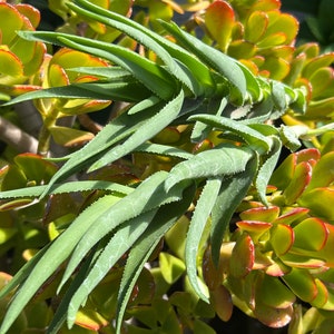 Climbing Aloe,Aloiampelos Ciliaris,Unrooted Climbing Aloe,6 Live Cuttings,DiY Succulents,Aloe Cutting,Green Succulents image 5